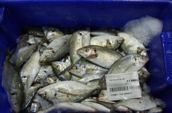 Undersized fish haul in Sydney